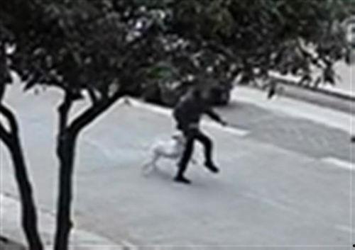 疯狗视频,揭秘网络恶搞背后的疯狂世界