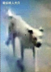 疯狗视频,揭秘网络恶搞背后的疯狂世界