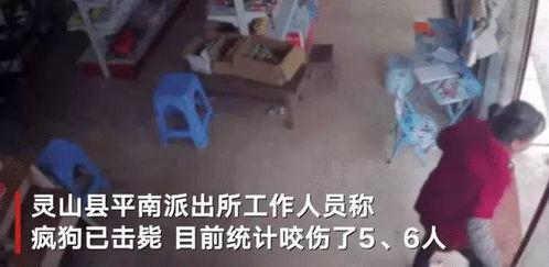 疯狗视频,揭秘网络恶搞背后的疯狂世界