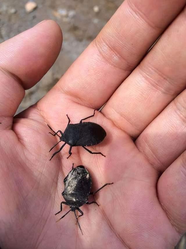 臭屁虫视频,揭秘日常生活中的趣味瞬间