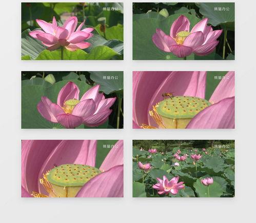 荷花视频下载,一网打尽精彩瞬间，尽享视觉盛宴