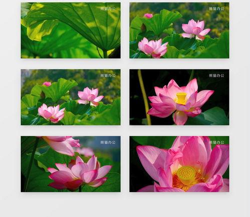 荷花视频下载,一网打尽精彩瞬间，尽享视觉盛宴