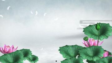 荷花视频下载,一网打尽精彩瞬间，尽享视觉盛宴