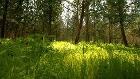 大自然视频,大自然视频中的视觉盛宴