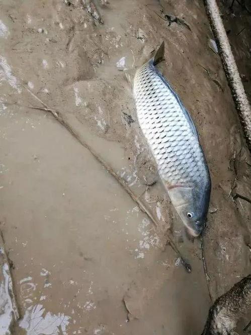 各种鱼视频,各类鱼儿视频中的精彩瞬间