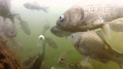 各种鱼视频,各类鱼儿视频中的精彩瞬间