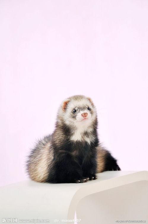 宠物貂视频,灵动瞬间，温馨互动