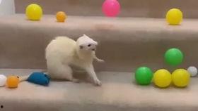 宠物貂视频,灵动瞬间，温馨互动