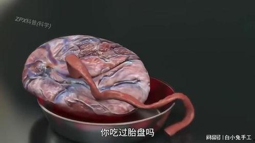 胎盘视频,孕育生命的神秘纽带