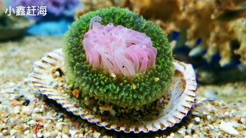 海葵视频,海葵的生态奥秘与视觉盛宴