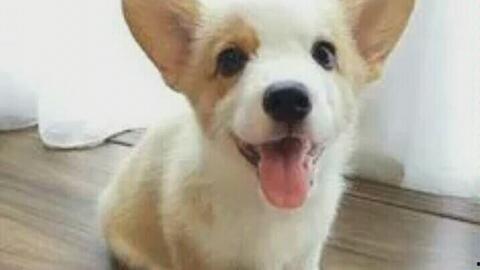 柯基狗视频,视频记录欢乐瞬间