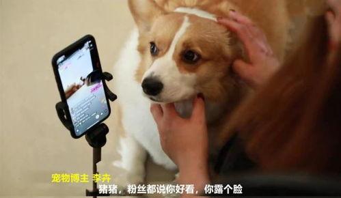 柯基狗视频,视频记录欢乐瞬间