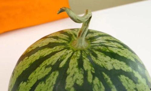 蒙阳石缝瓜今日行情,今日价格走势解析