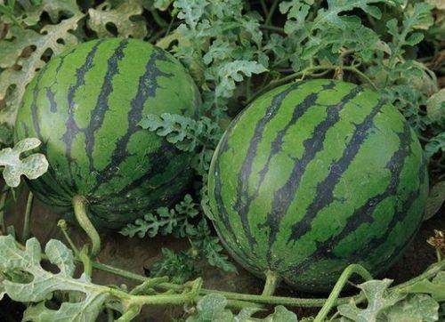 蒙阳石缝瓜今日行情,今日价格走势解析