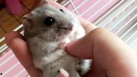 仓鼠视频,捕捉萌宠日常