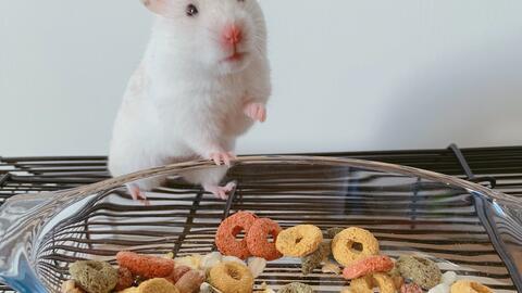 仓鼠视频,捕捉萌宠日常