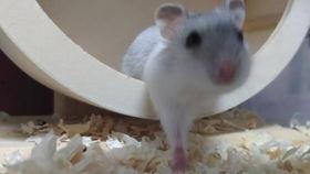 仓鼠视频,捕捉萌宠日常