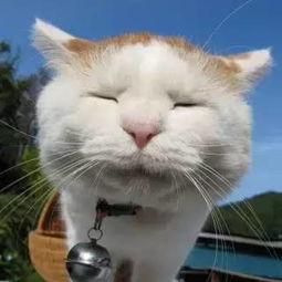 琪琪家的猫今日宜吃瓜