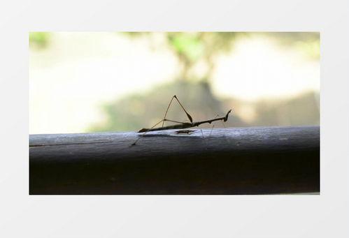 螳螂视频下载,轻松下载尽享精彩瞬间