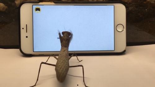 螳螂视频下载,轻松下载尽享精彩瞬间