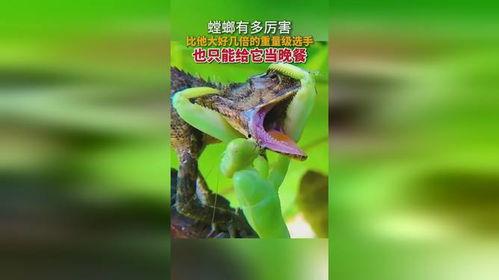 螳螂视频下载,轻松下载尽享精彩瞬间