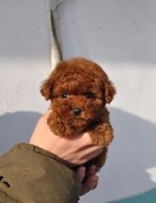 泰迪犬视频,视频中的欢乐瞬间回顾