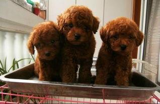 泰迪犬视频,视频中的欢乐瞬间回顾