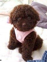 泰迪犬视频,视频中的欢乐瞬间回顾