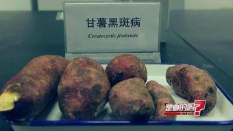 黑瓜和红薯能不能一起吃,探究能否同食的饮食奥秘