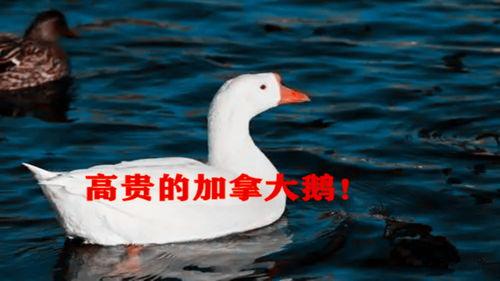 鹅 视频,揭秘鹅的独特生活与趣味瞬间