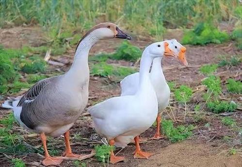 鹅 视频,揭秘鹅的独特生活与趣味瞬间