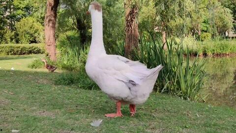 鹅 视频,揭秘鹅的独特生活与趣味瞬间