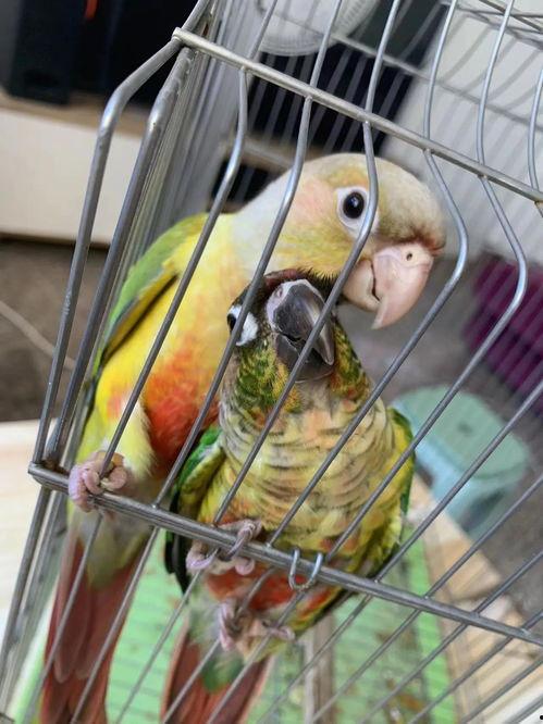 鹦鹉养殖视频,从挑选到照料，视频教学带你轻松入门