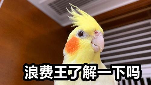 鹦鹉养殖视频,从挑选到照料，视频教学带你轻松入门