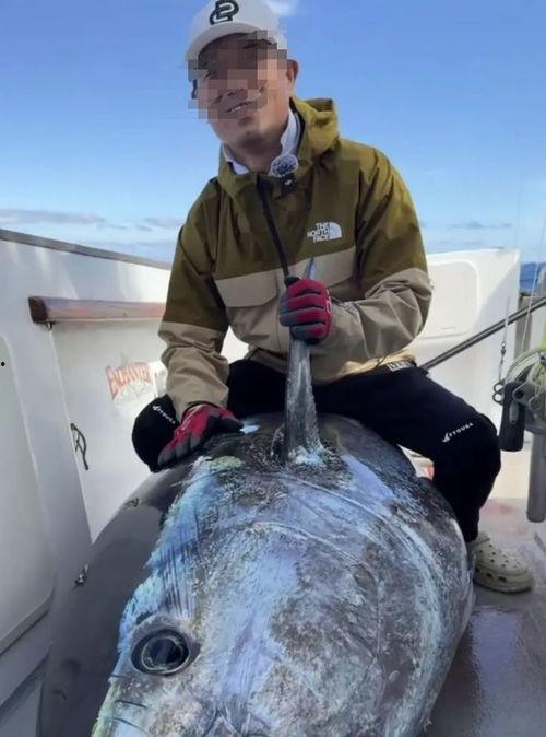 金枪鱼视频,揭秘海洋美食的魅力与奥秘