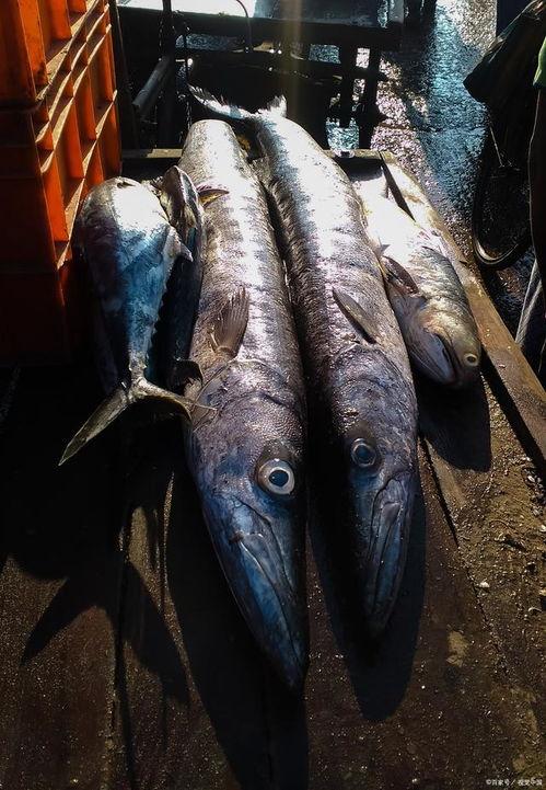 金枪鱼视频,揭秘海洋美食的魅力与奥秘