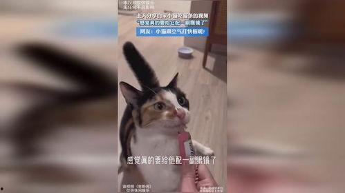 小猫的视频大全,小猫视频大全精选集锦