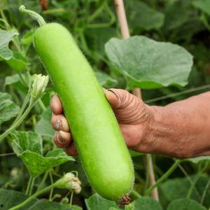 瓠瓜中间黑的可以吃吗,能否安心食用？