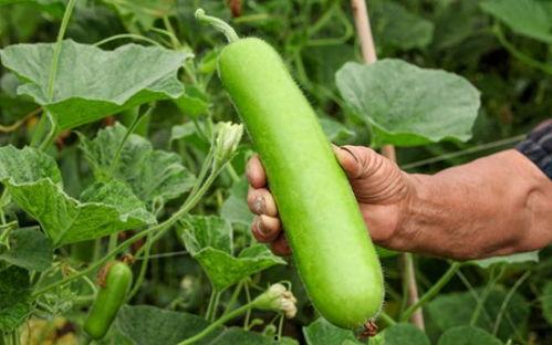 瓠瓜中间黑的可以吃吗,能否安心食用？