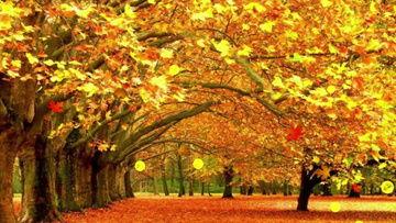 秋天视频,捕捉季节变换的瞬间