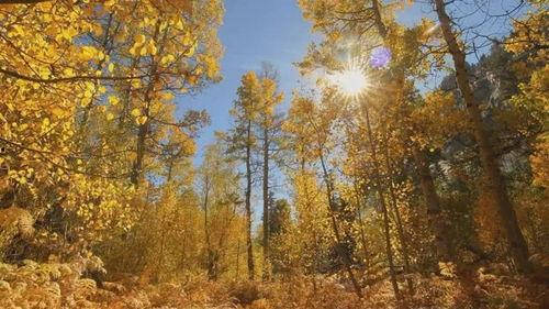 秋天视频,捕捉季节变换的瞬间