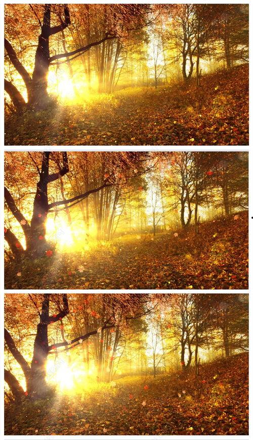 秋天视频,捕捉季节变换的瞬间