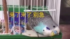 鹦鹉叫视频,视频记录下的奇妙模仿秀