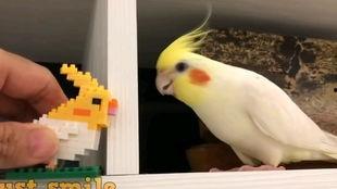 鹦鹉叫视频,视频记录下的奇妙模仿秀