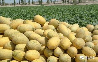 乐东哈密瓜二瓜今日价格,品质之选，价格亲民”