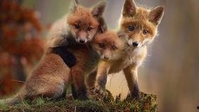 狐狐视频,揭秘神秘狐族生活，带你领略自然魅力