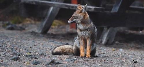 狐狐视频,揭秘神秘狐族生活，带你领略自然魅力