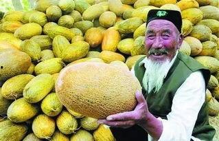 哈密瓜今日乌鲁木齐价格,新鲜上市，品质保证！”