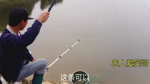 钩鱼视频,揭秘钓鱼技巧与乐趣