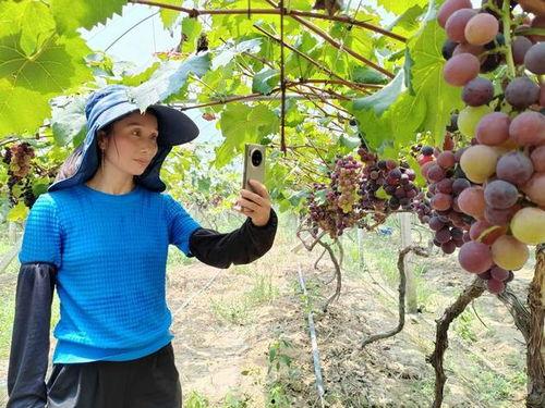 葡萄园视频,丰收季节的美丽画卷